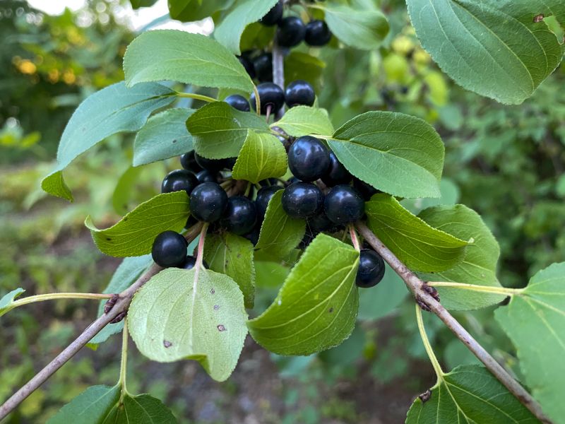 Buckthorn Removal