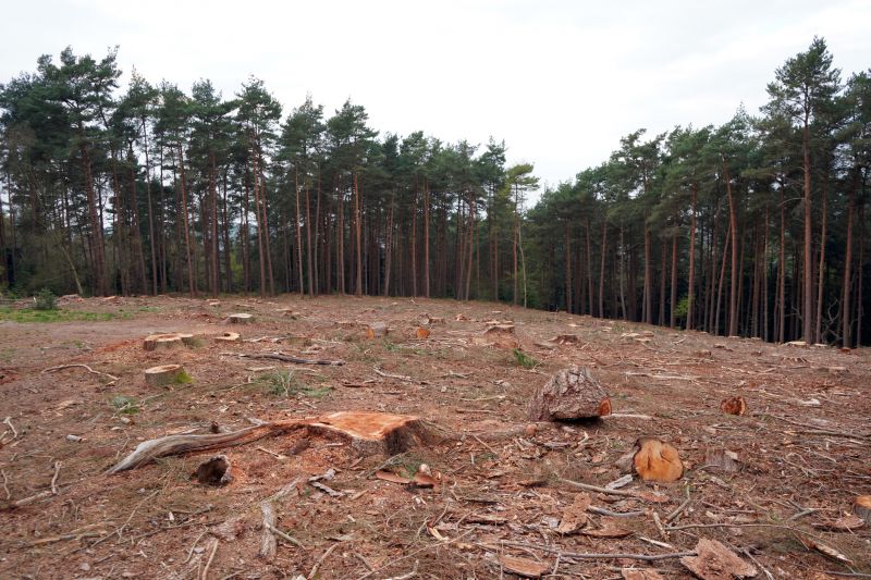 Root and Stump Removal