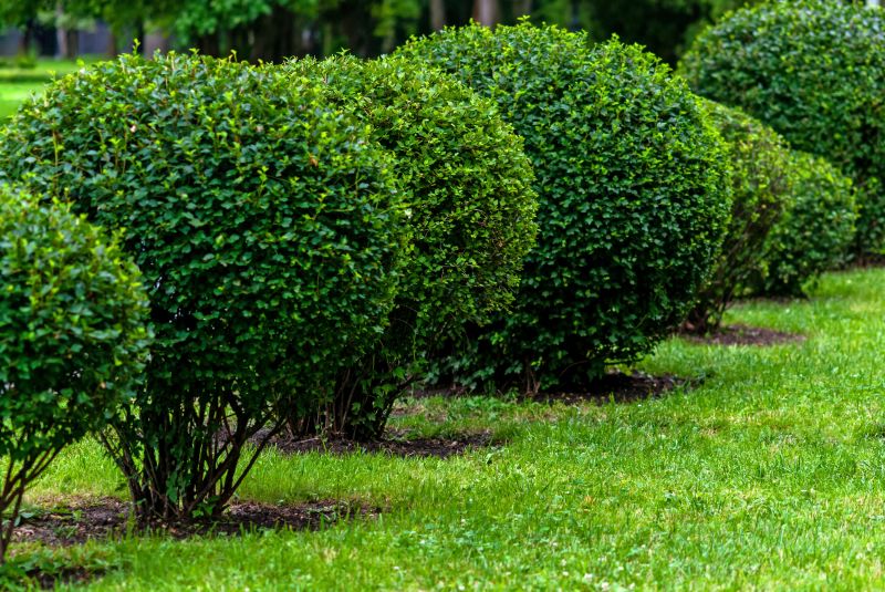 Recently Trimmed Shrubs