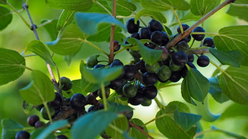 Invasive Species Management